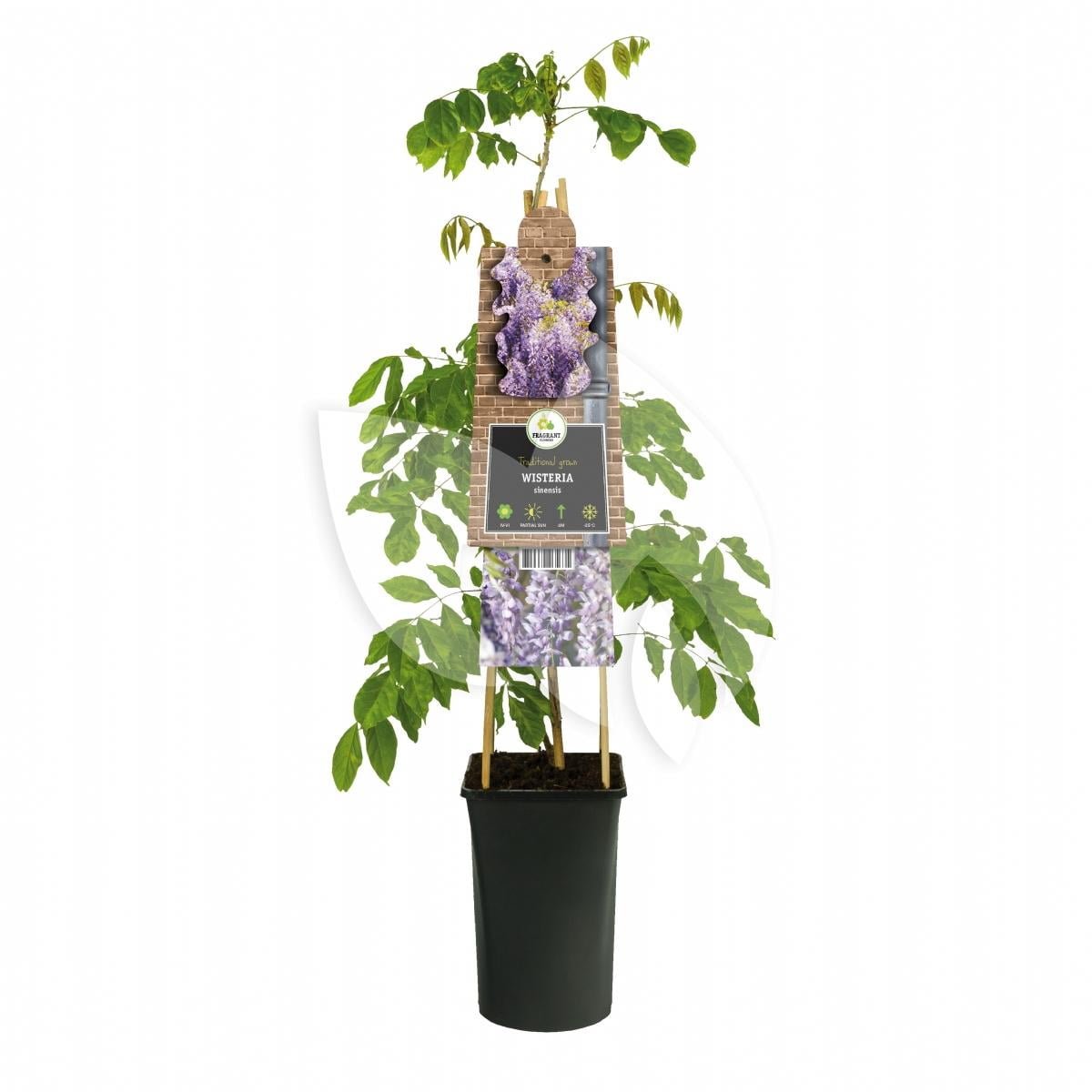 Wisteria - Blauwe, witte of rose regen 100/125 cm