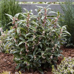 Sarcococca humilis Winter Gem, een nieuwe groenblijvende geurende Buxusvervanger