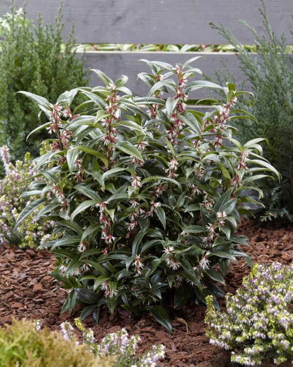 Sarcococca humilis Winter Gem, een nieuwe groenblijvende geurende Buxusvervanger