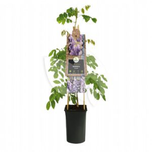 Wisteria - Blauwe, witte of rose  regen 100/125 cm