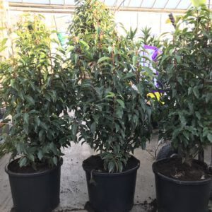 Prunus Lusitanica 80/100 cm in grote 15 liter pot, dus jaarrond te planten