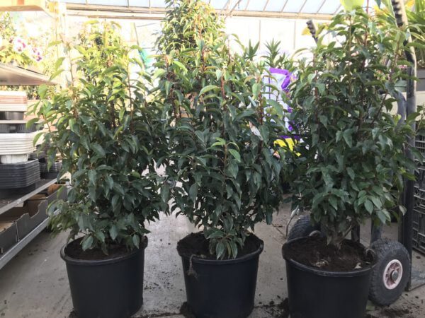 Prunus Lusitanica 80/100 cm in grote 15 liter pot, dus jaarrond te planten