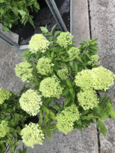 Hydrangea paniculata Little Spooky in 5 liter pot. Vol bloemen en knoppen van mei tot okt
