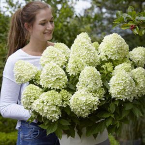 Uitbundige bloei en dat voor deze kleine dwerg hortensia paniculata “Little Spooky’’