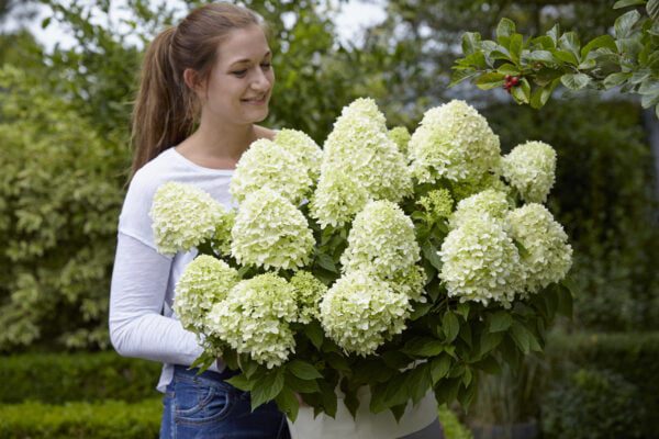 Uitbundige bloei en dat voor deze kleine dwerg hortensia paniculata “Little Spooky’’