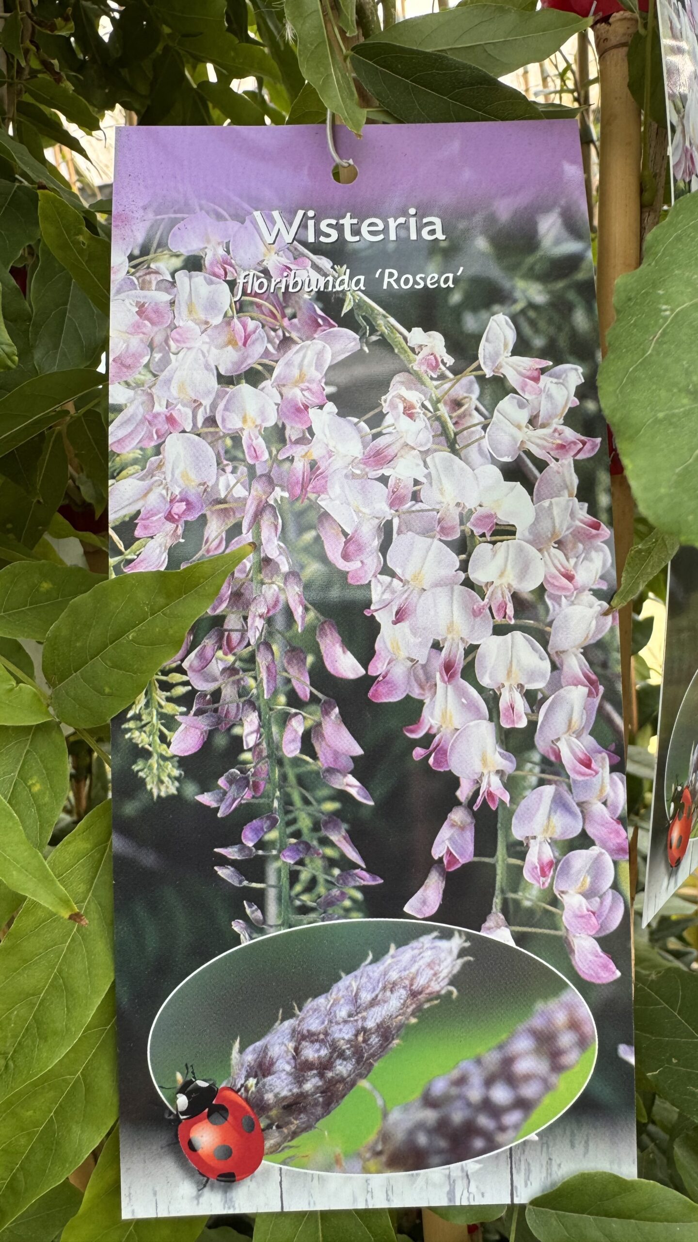 Wisteria - Blauwe, witte of rose regen 100/125 cm - Afbeelding 3