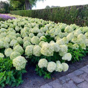 Spooky geeft volle borders met veel bloemen