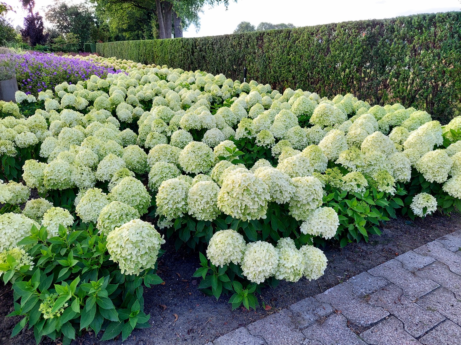 Spooky geeft volle borders met veel bloemen