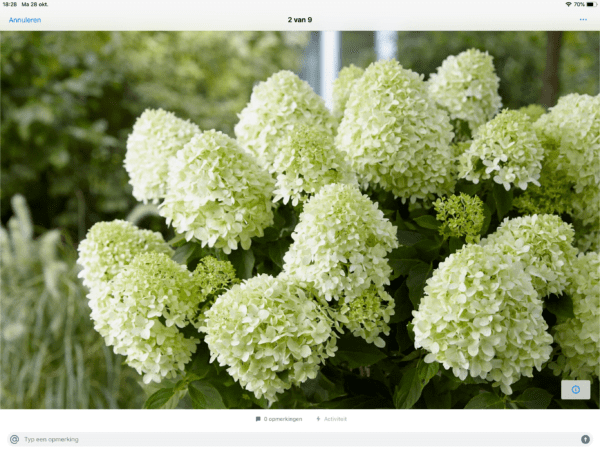 Hydrangea paniculata “Little Spooky” -dwerg pluimhortensia - Afbeelding 4