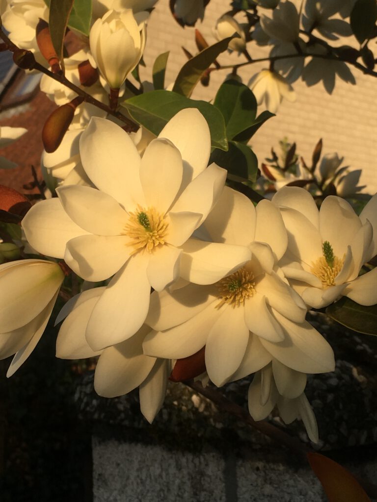 Michelia rijkbloeiende groenblijvende Magnolia, na 7 jaar al 1000 bloemen