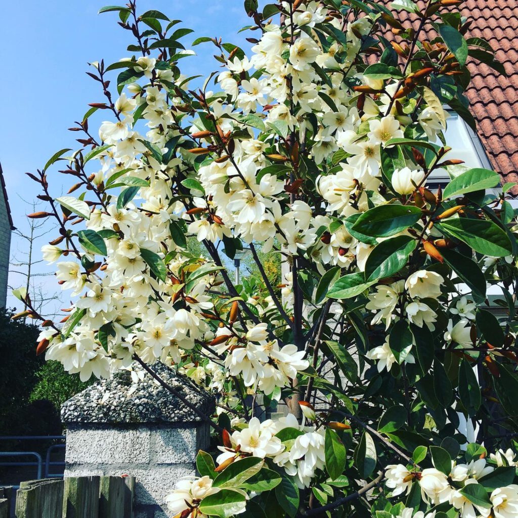 Michelia rijkbloeiende groenblijvende Magnolia, na 7 jaar al 1000 bloemen