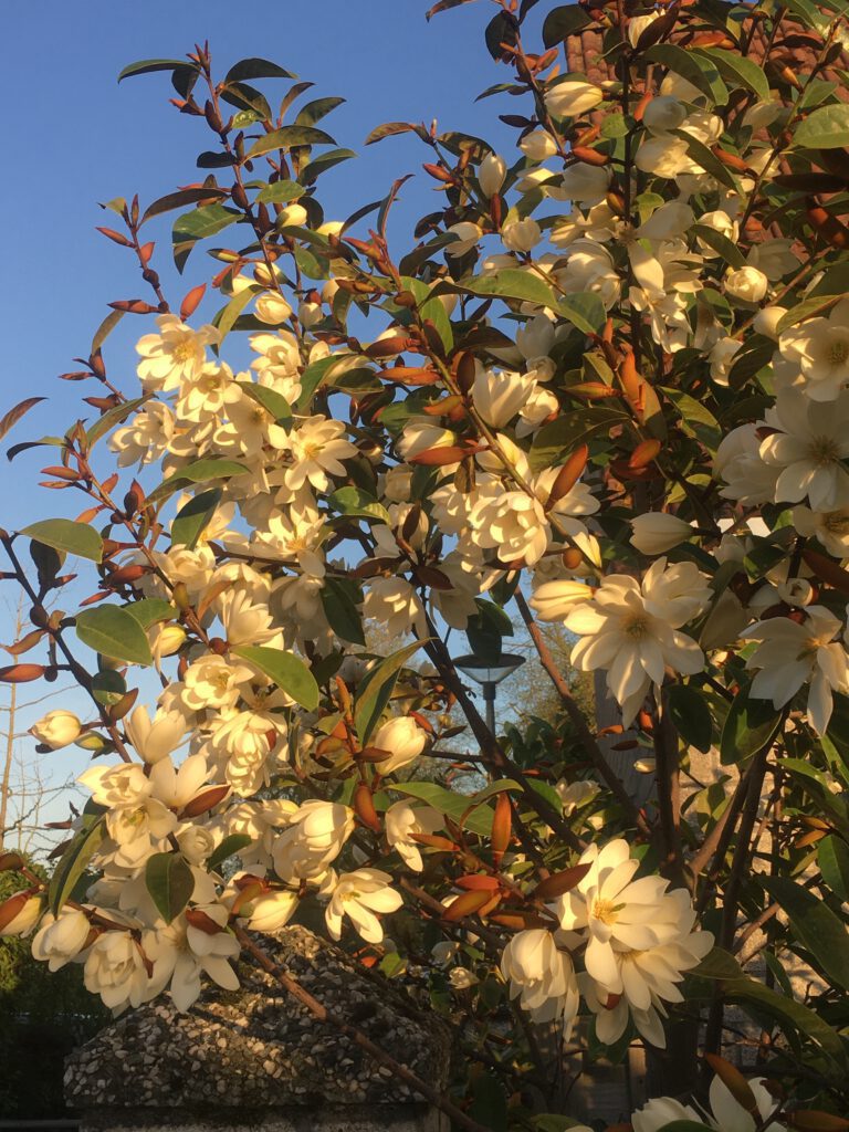 Michelia rijkbloeiende groenblijvende Magnolia, na 7 jaar al 1000 bloemen