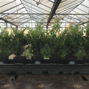 ILEX crenata Dark Green in 14 cm pot en 20/30 en 30/40 cm hoogte verkrijgbaar