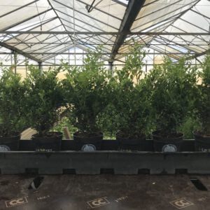 ILEX crenata Dark Green in 14 cm pot en 20/30 en 30/40 cm hoogte verkrijgbaar
