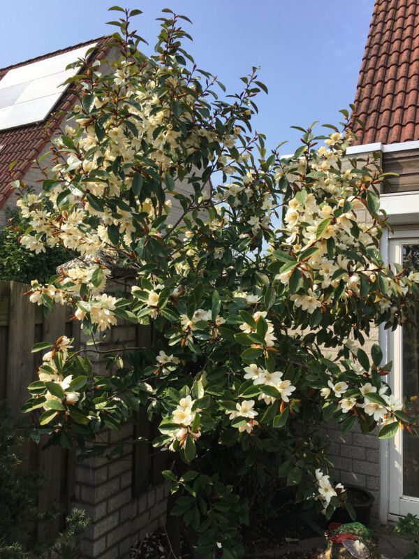 Michelia rijkbloeiende groenblijvende Magnolia, na 7 jaar al 1000 bloemen