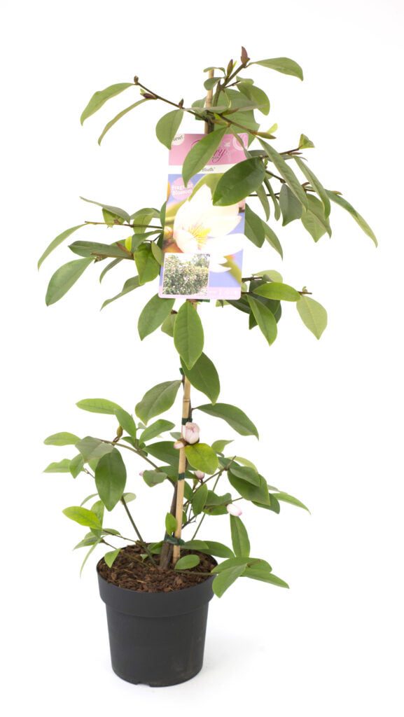 Groenblijvende geurende magnolia