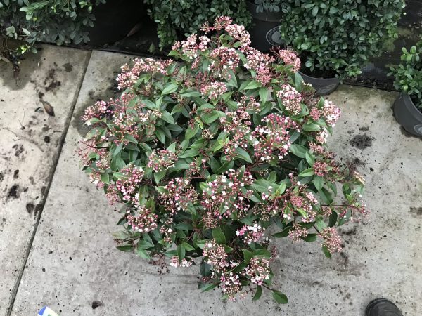 Viburnum Tinus - Sneeuwbal