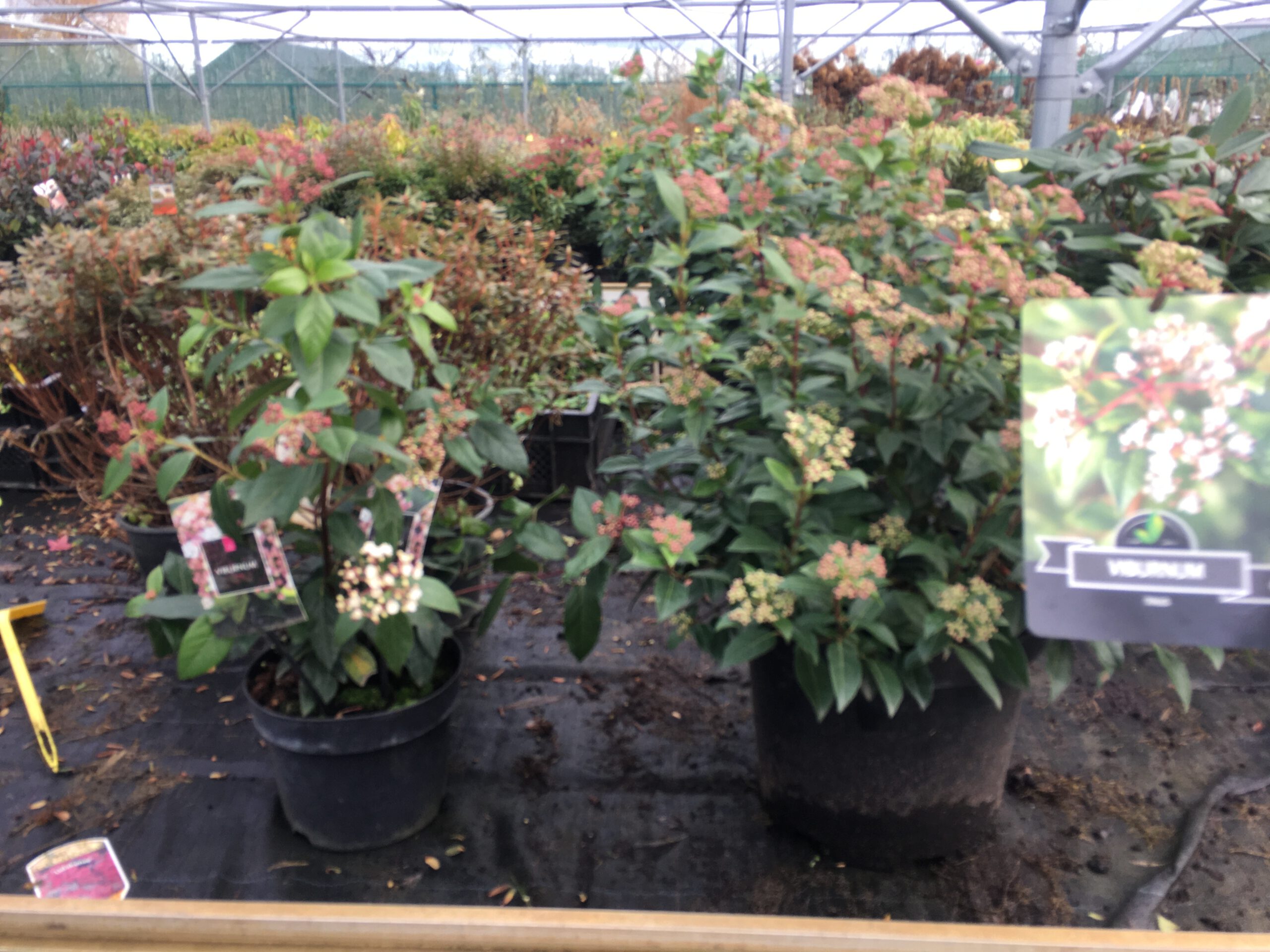 Viburnum Tinus -  Sneeuwbal - Afbeelding 4