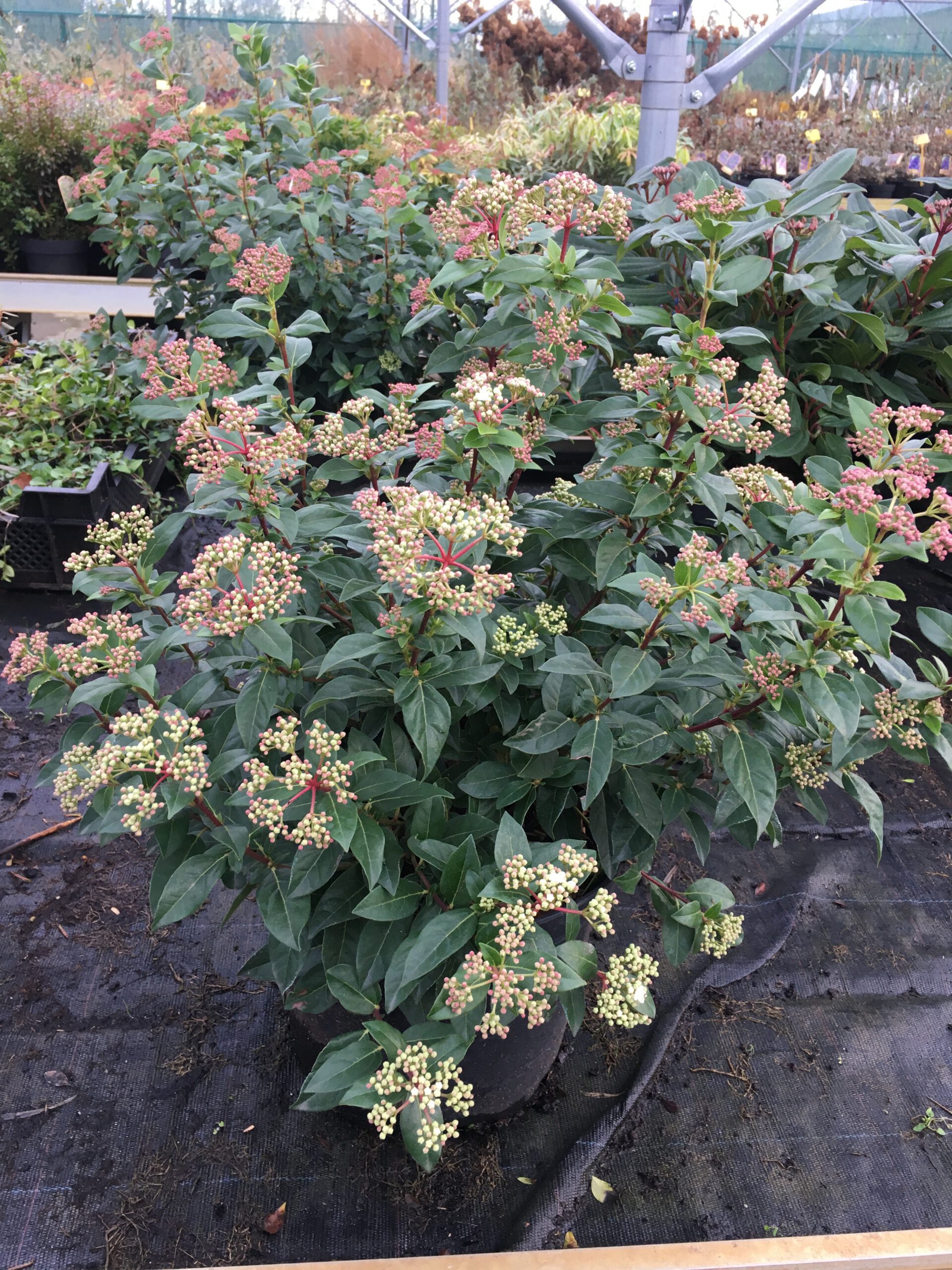 Viburnum Tinus - Sneeuwbal - Afbeelding 2