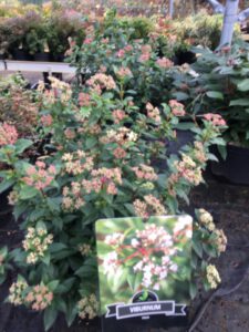 Thuisbezorgen met Buxuskoning of post nl,