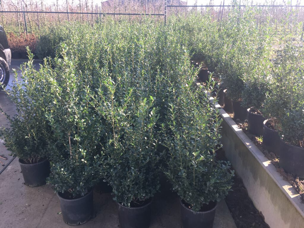 Grote maten ilex caroline upright, 3a4 potten per meter voor een strakke haag van 100 cm of hoger