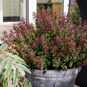 Leucothoe twisting red, mooi, aparte groei