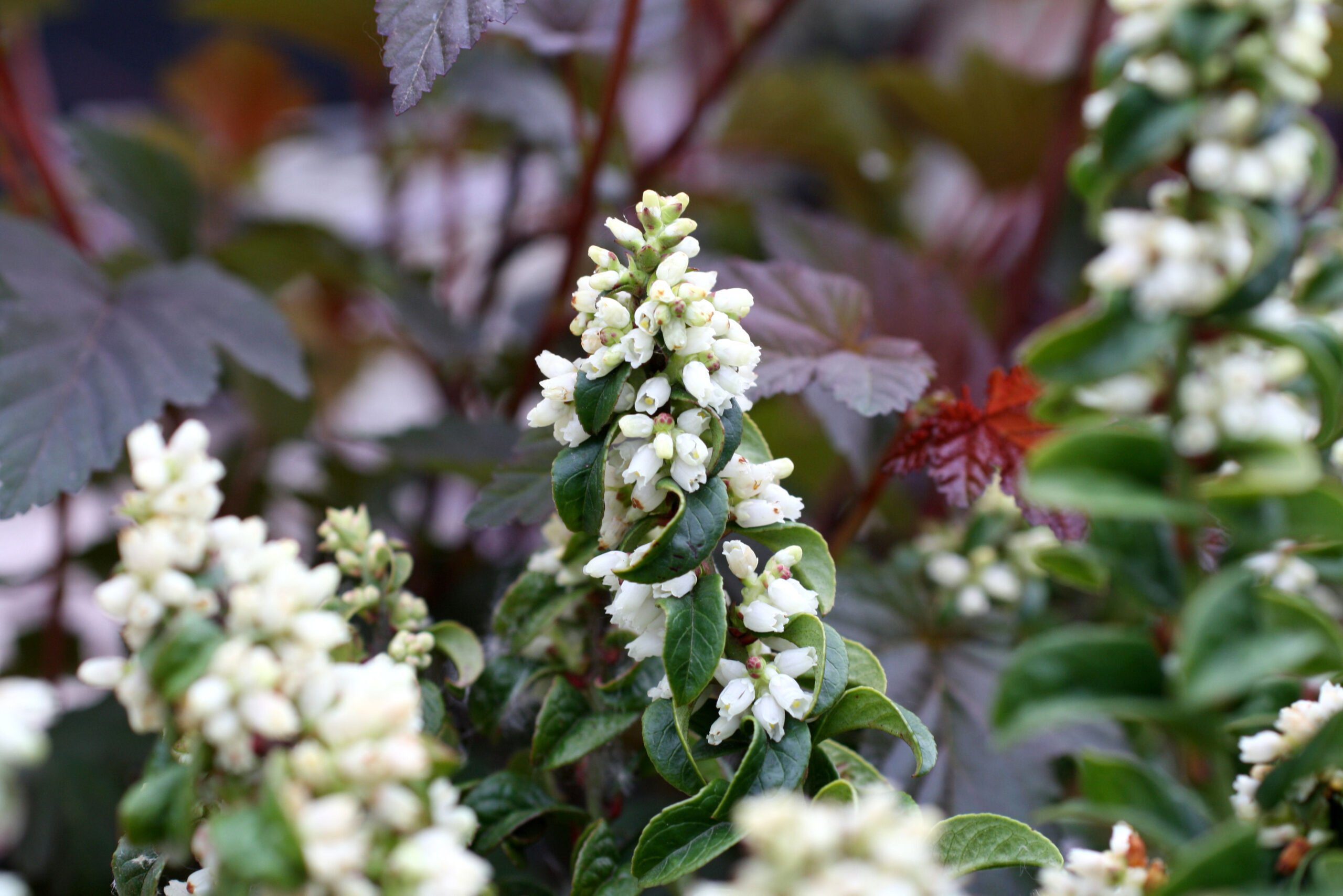 Leucothoe axillaris ‘'twisting red’' - druifheide. - Afbeelding 2