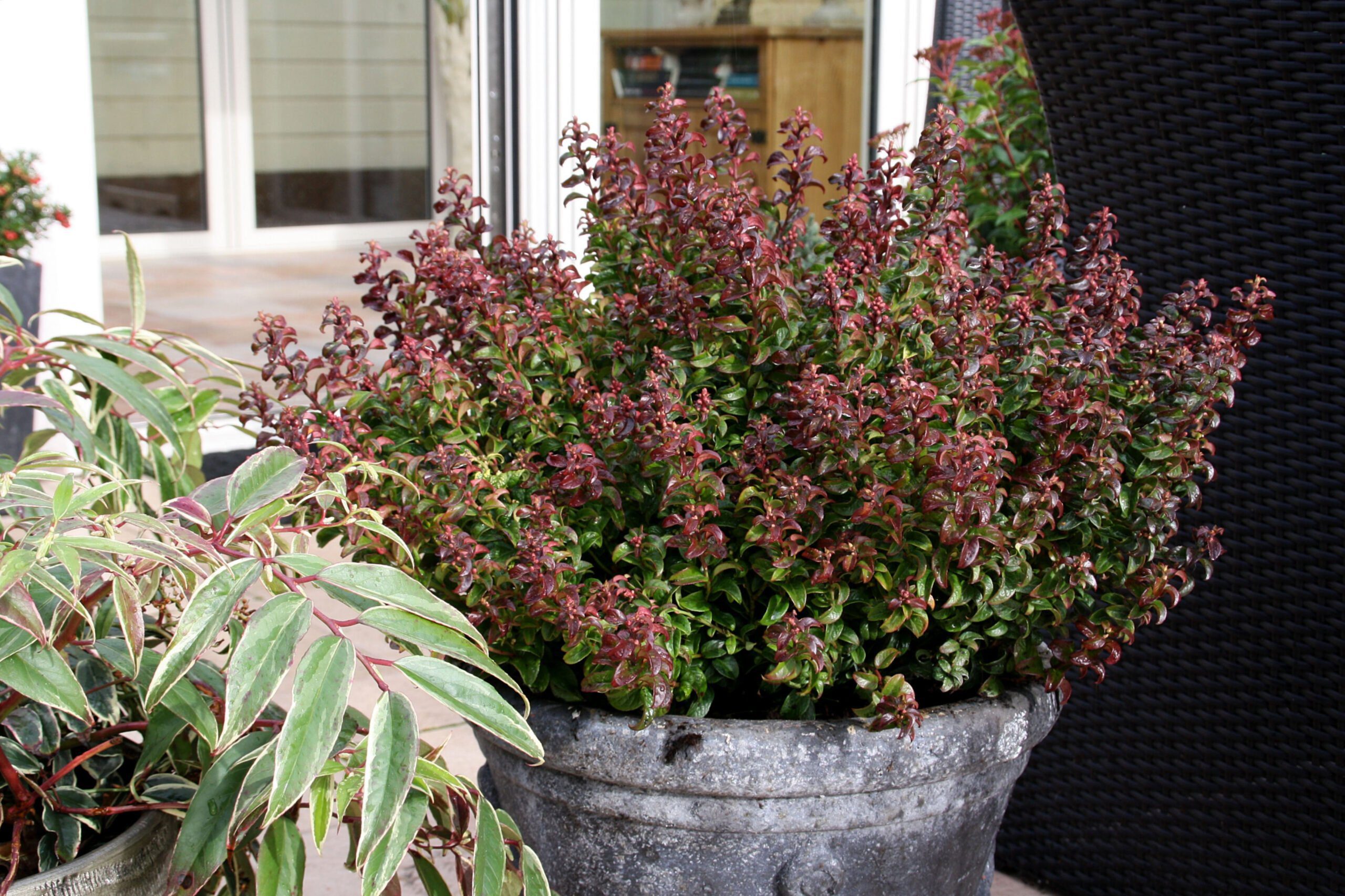 Leucothoe twisting red, mooi, aparte groei