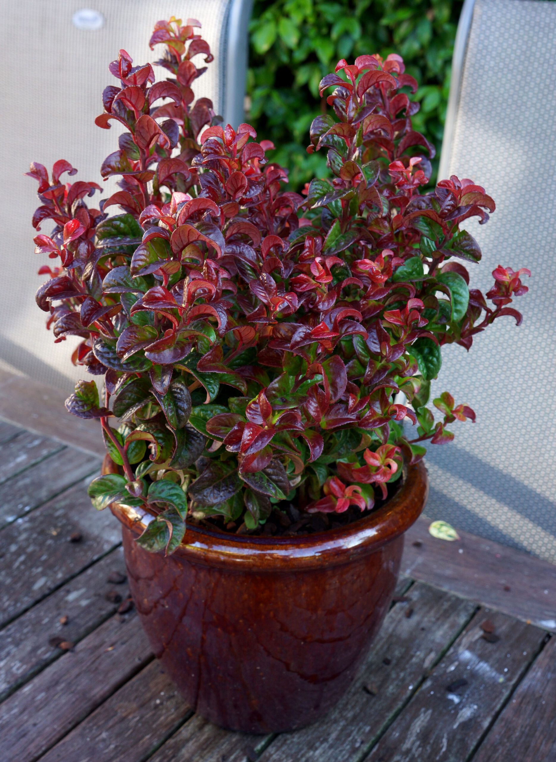 Mooi rood verkleurend in de winte