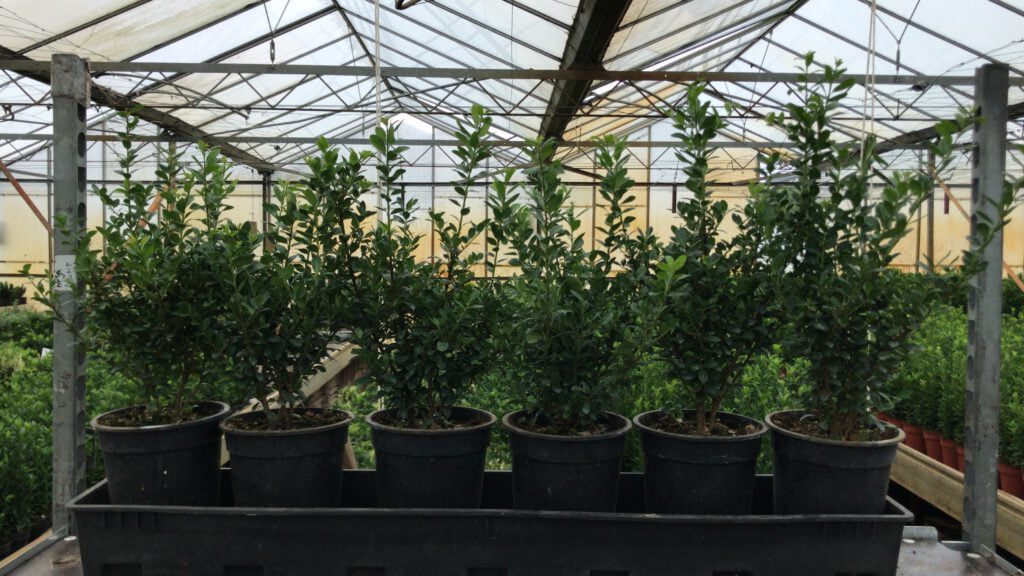 Ilex crenata 17 cm volle potten,
