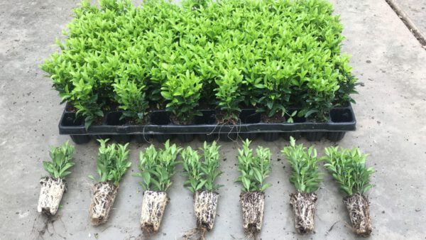 topkwaliteit Euonymus Green Spire, 1x getopte, 2 plantjes in één plug