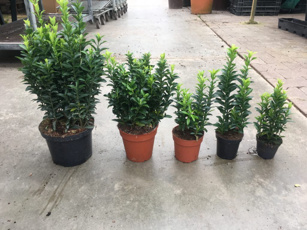 De Euonymus top 5 op een rij, Green Spire de beste En makkelijkste Buxusvervanger