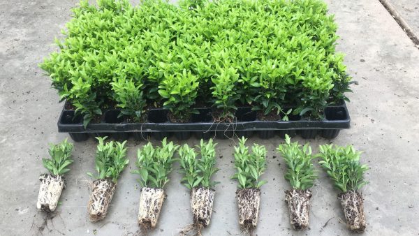 topkwaliteit Euonymus Green Spire, 1x getopte, 2 plantjes in één plug