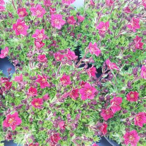 Saxifraga arendsii “Touran Red”