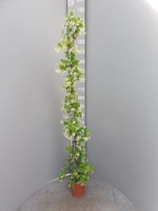 Trachelospermum Toscaanse Jasmijn 100/125 €15,00 125/150 €17,50 150/175 €20,00 175/200 €22,50