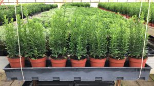 Euonymus Japonicus “Green Spire’’ in 13 cm doorsnee pot, met 7 planten per pot, u plant er 6 of 7 per strekkende m1, wat vind u het mooist
