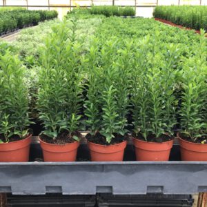 Euonymus Japonicus “Green Spire’’ in 13 cm doorsnee pot, met 7 planten per pot, u plant er 6 of 7 per strekkende m1, wat vind u het mooist