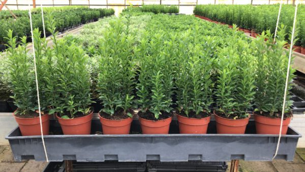 Euonymus Japonicus “Green Spire’’ in 13 cm doorsnee pot, met 7 planten per pot, u plant er 6 of 7 per strekkende m1, wat vind u het mooist