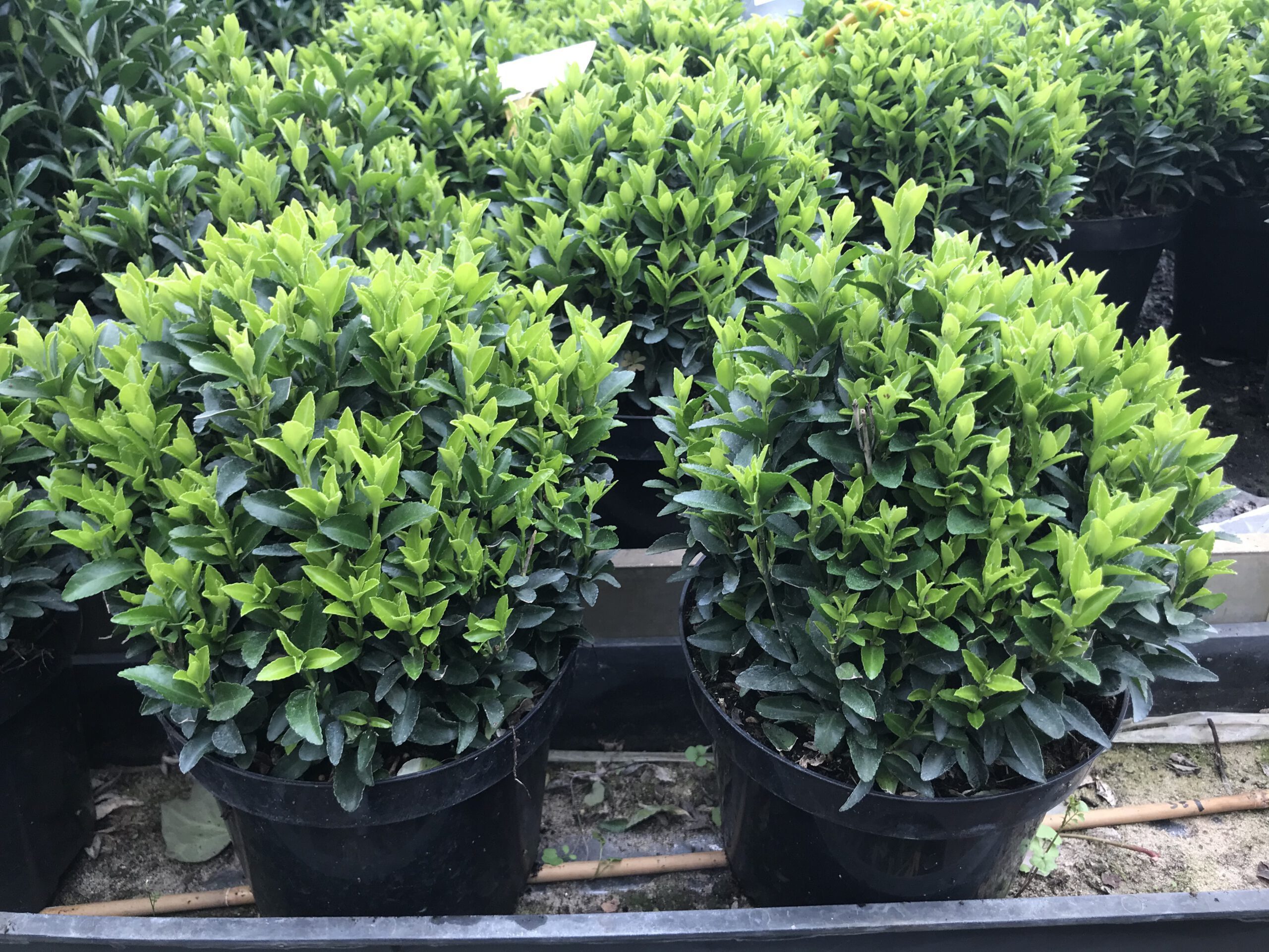 Euonymus ‘’Green Spire’’ -  Kardinaalsmuts - Bollen - Afbeelding 4