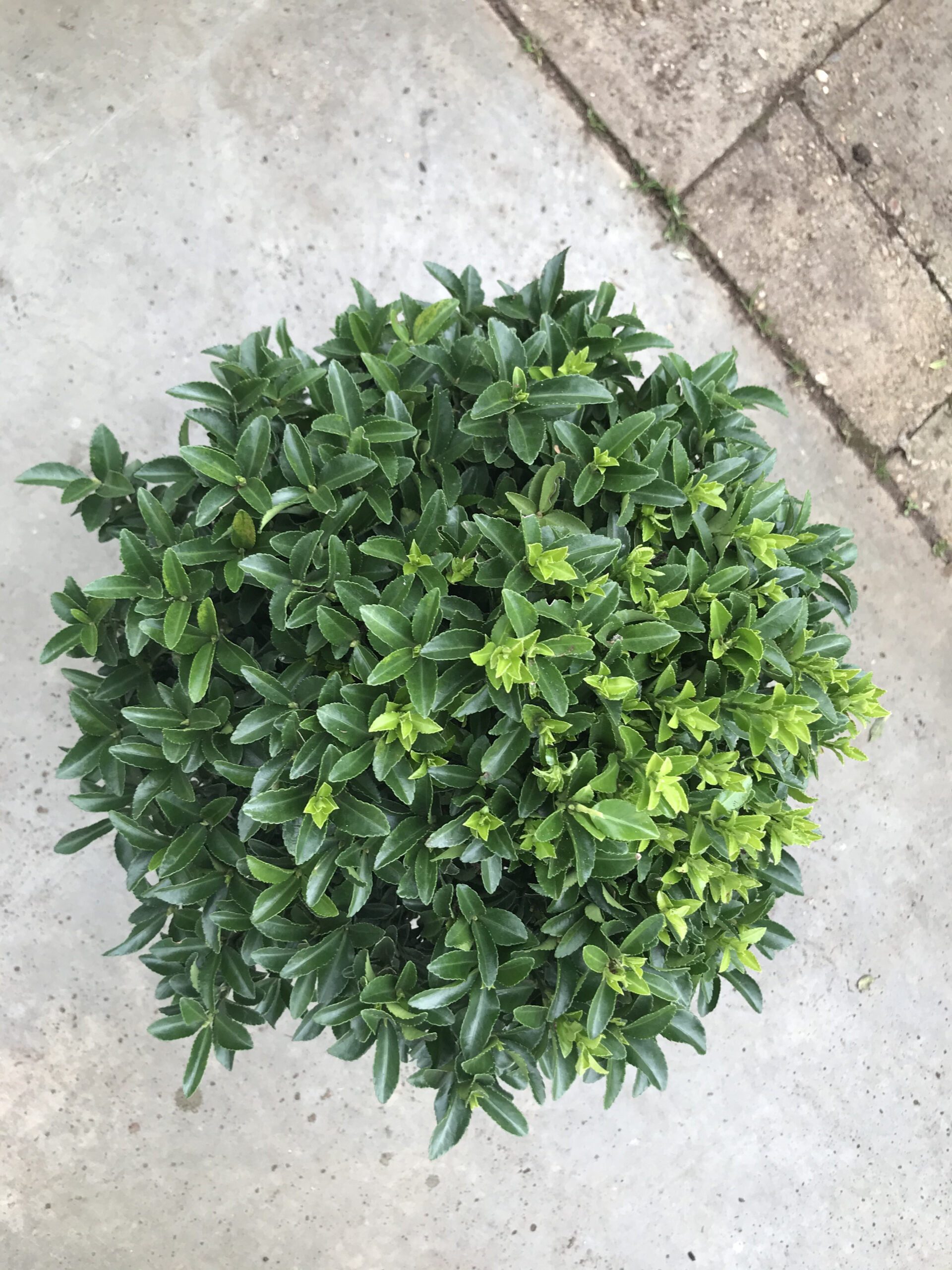 Euonymus ‘’Green Spire’’ - Kardinaalsmuts - Bollen - Afbeelding 5