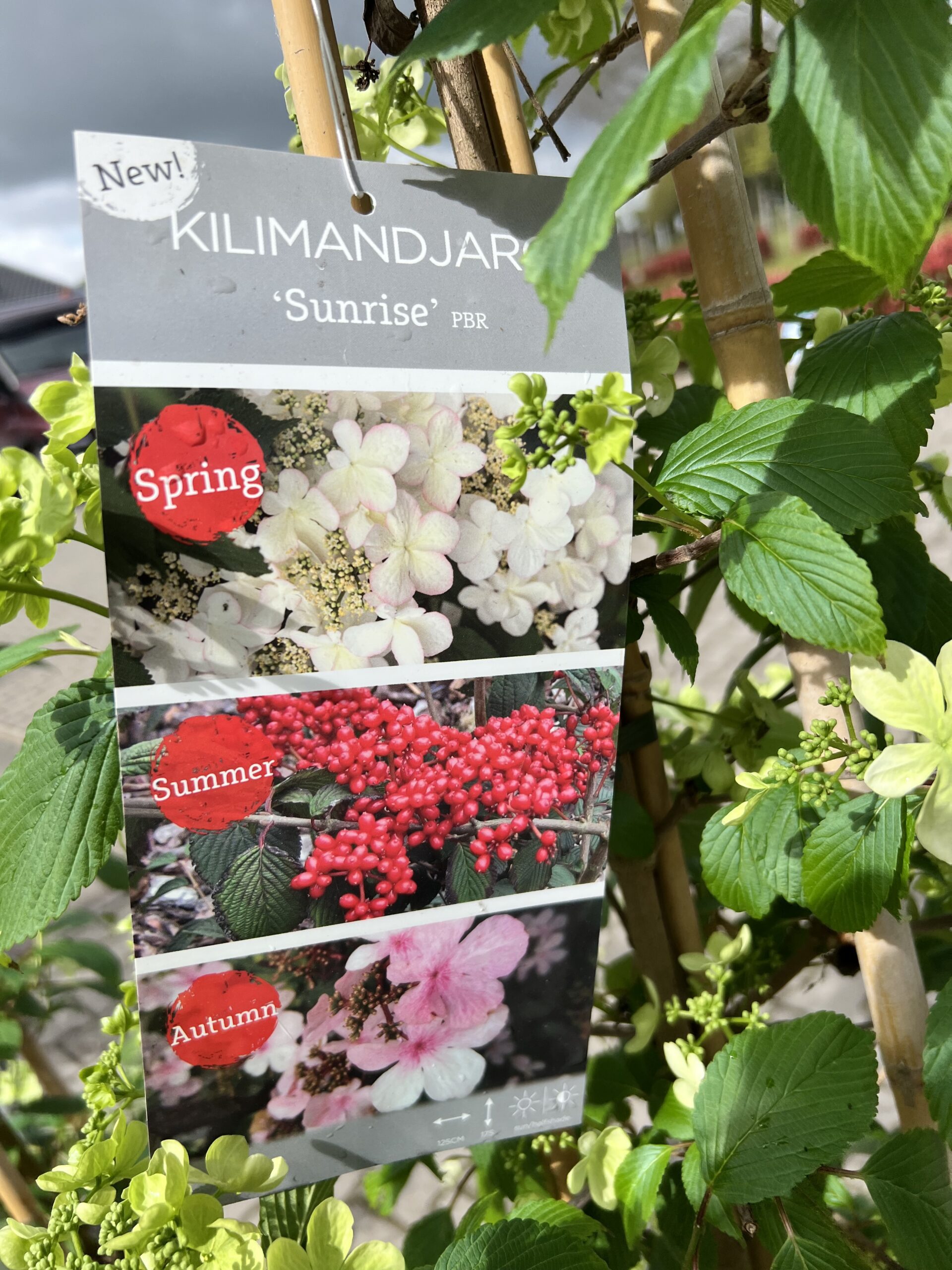 Viburnum plicatum Kilimanjaro Sunrise - Afbeelding 3