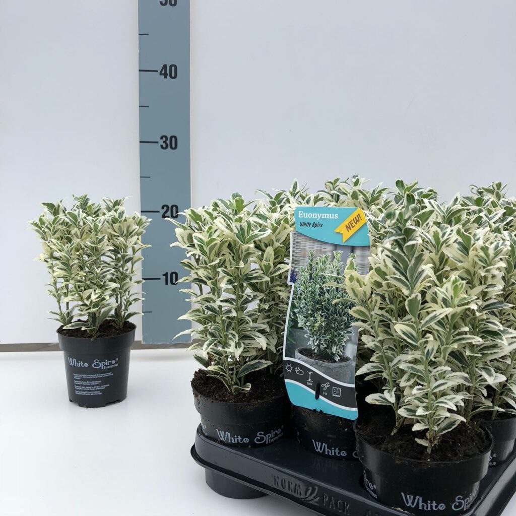 Euonymus White Spire een nieuwe www.Buxuskoning.nl topper