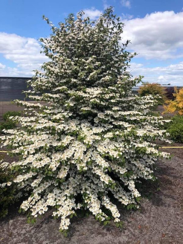 Zeer rijke bloei van viburnum Plicatum Kilimandjaro , lijkt op de met sneeuw bedekte berg, groeit als een piramide