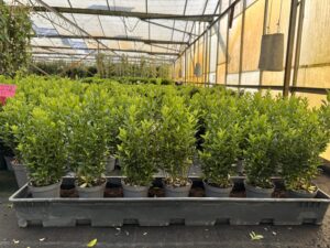 11 cm pot met 6 planten in één pot , 7 per meter of 8 , wat vind u het mooiste 