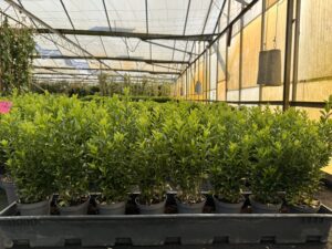 11 cm pot met 6 planten in één pot , 7 per meter of 8 , wat vind u het mooiste 