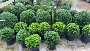 Euonymus Green Spire bollen in diverse maten verkrijgbaar 30-60 cm doorsnee