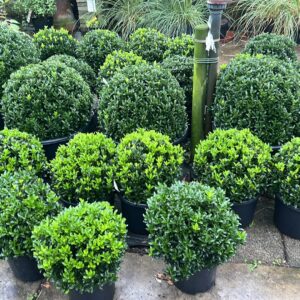 Euonymus Green Spire bollen in diverse maten verkrijgbaar 30-60 cm doorsnee
