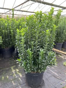 Euonymus Green Spire, maak zelf u 30 cm bol en verdien €12,50