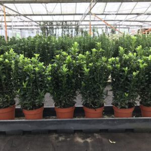 Euonymus Green spire met 7 planten in één pot, dus zeer bossig. Slechts 6 er meter.