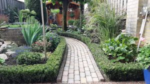 Euonymus Green Spire ruim 1,5 jaar na aanplanten, mooie strakke haag, na de 3e keer snoeien in augustus 2020